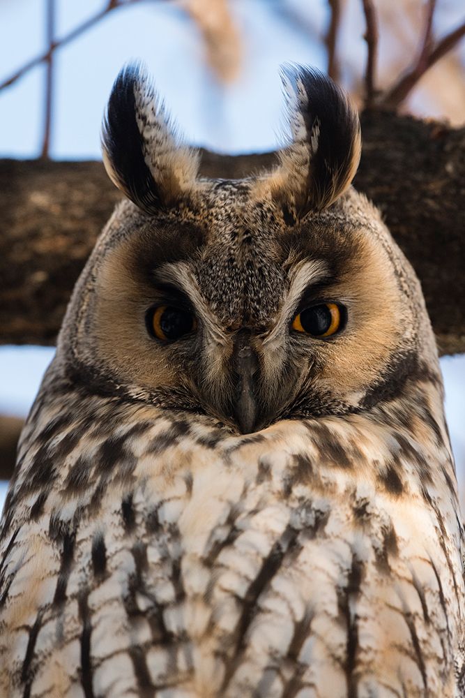 Long-eared owl-Asio otus-Kikinda-Serbia